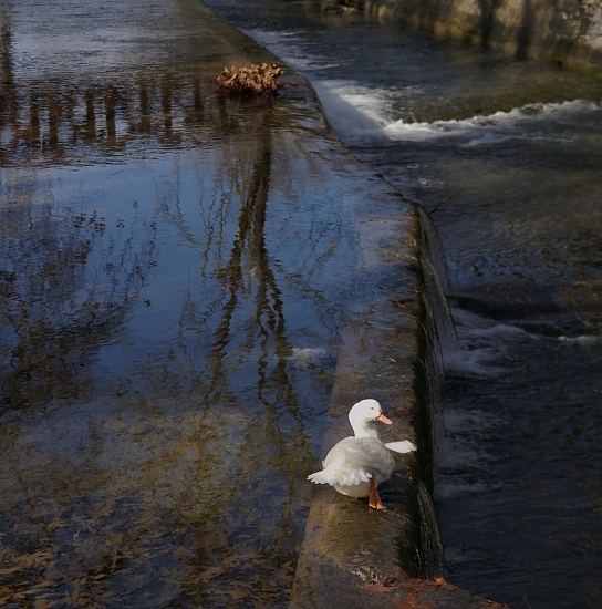 PICT1967 small VRISES BIRD ON DAM.jpg - 253495 Bytes